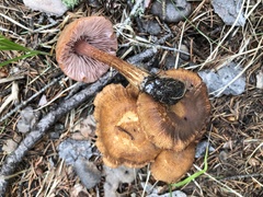 Laccaria nobilis