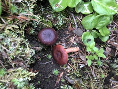 Lactarius badiosanguineus
