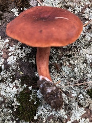 Lactarius badiosanguineus
