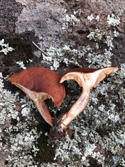 Lactarius badiosanguineus