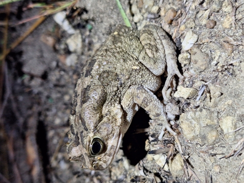 Egyptian Toad