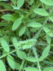 Astragalus tennesseensis