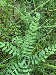 Astragalus tennesseensis