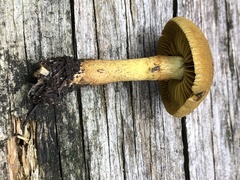 Cortinarius rufulus
