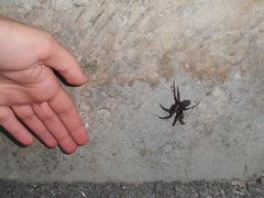 Segestria florentina