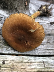 Cortinarius rufulus