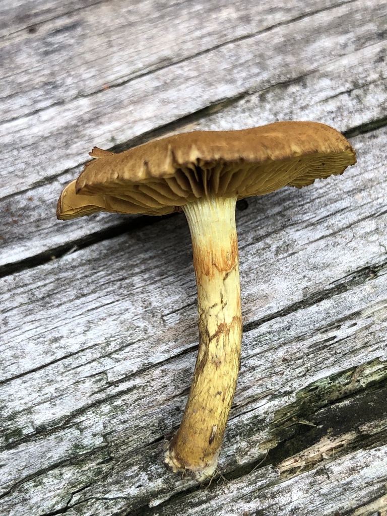 Cortinarius rufulus
