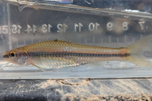 Clear chub (Hybopsis winchelli) — Cyprinidae — 4