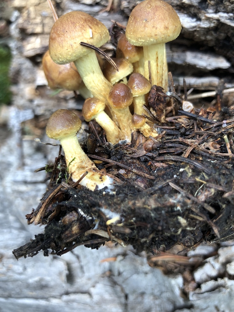 Pholiota spumosa from Apache National Forest, Apache Co., Arizona, USA ...