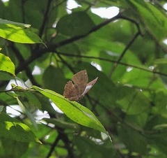 Kallima horsfieldii
