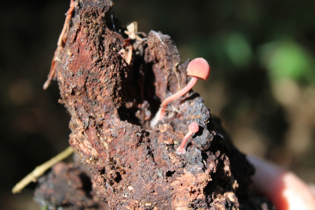 Mycena haematopus · April 2025 · photo: © dano_alvarado_pincheira (iNaturalist, cc-by-nc)