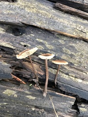 Gymnopus fuscopurpureus