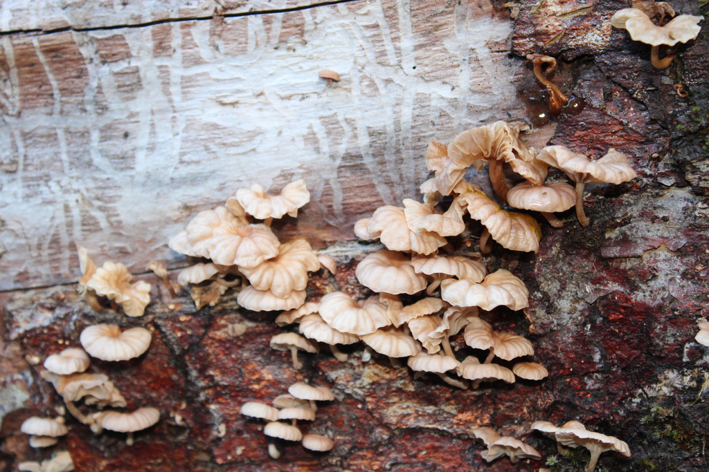 Marasmiellus alliiodorus · April 2025 · photo: © dano_alvarado_pincheira (iNaturalist, cc-by-nc)