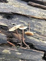 Gymnopus fuscopurpureus