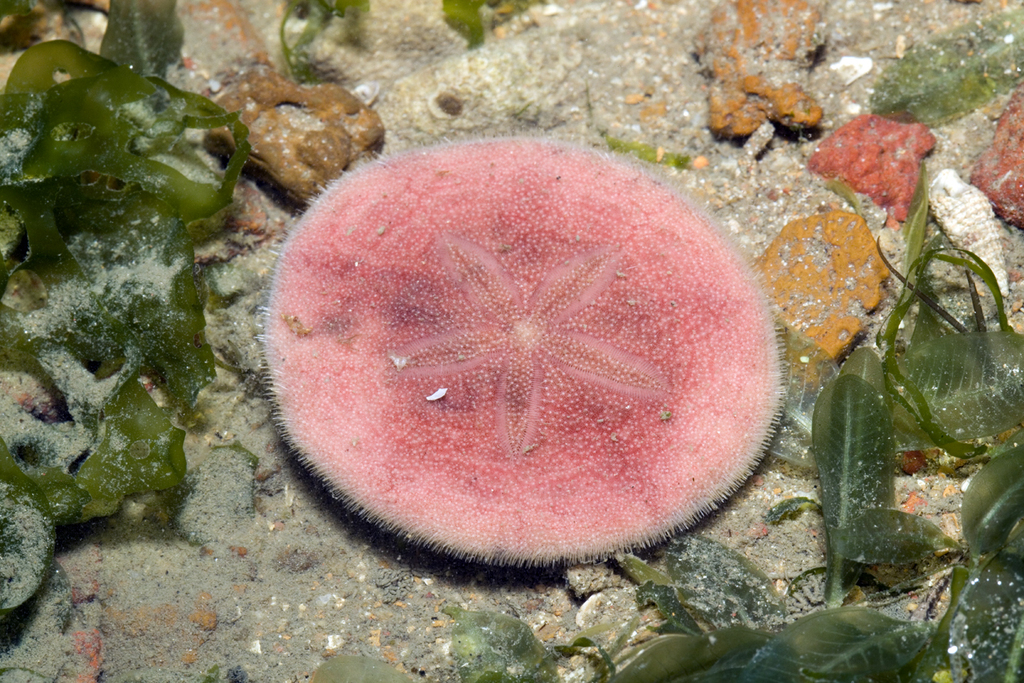 Pink Sand Dollar