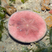 Pink Sand Dollar - Photo (c) budak, some rights reserved (CC BY-NC), uploaded by budak