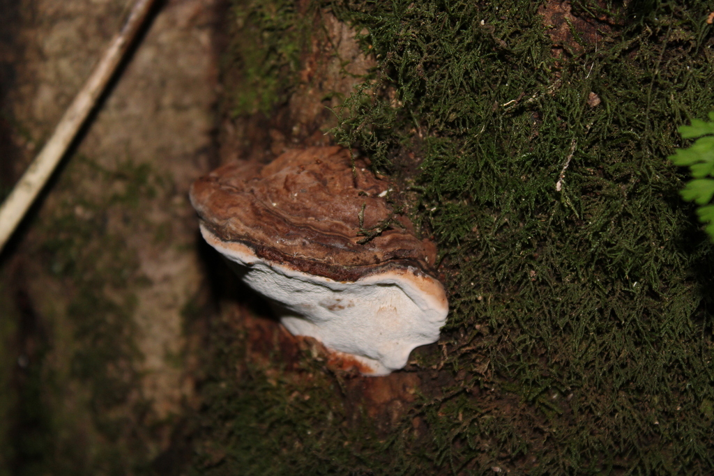 Ganoderma australe · April 2025 · photo: © dano_alvarado_pincheira (iNaturalist, cc-by-nc)