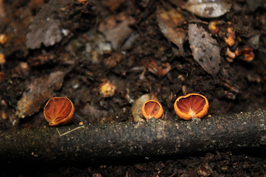 Anthracophyllum discolor · April 2025 · photo: © dano_alvarado_pincheira (iNaturalist, cc-by-nc)