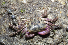 Metopograpsus
