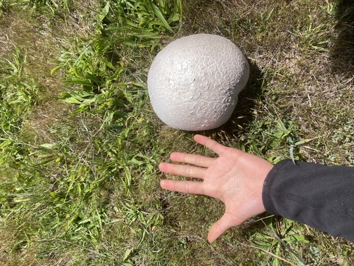iNaturalist observation photo of Western Giant Puffball