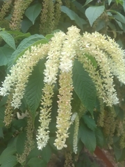 Ledenbergia seguierioides