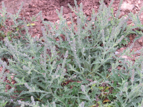 Verbena neomexicana var. hirtella