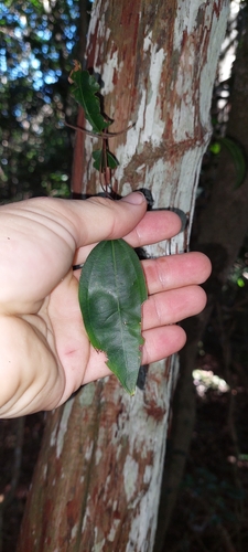 Rhodamnia glabrescens, 2025-04-11