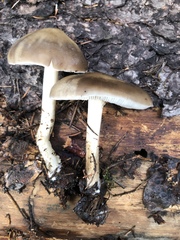 Pluteus brunneidiscus
