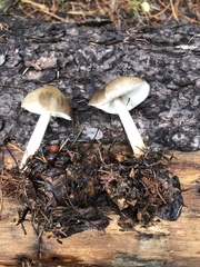 Pluteus brunneidiscus
