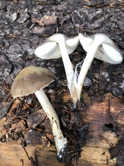 Pluteus brunneidiscus