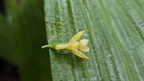 Calanthe lyroglossa, photograph 4