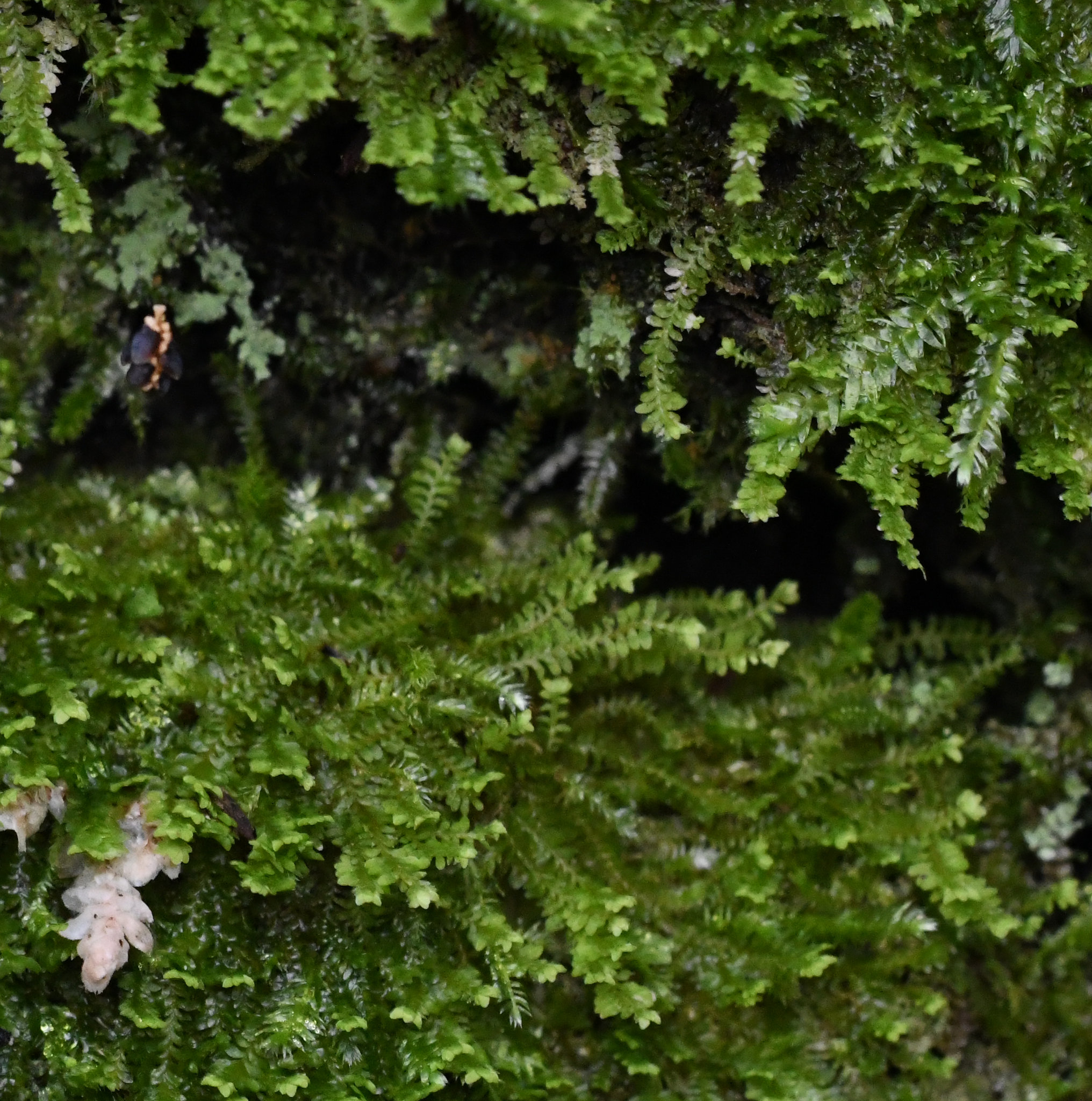 Image of Diplophyllum taxifolium by no rights reserved