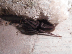 Segestria florentina