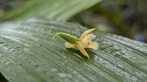 Calanthe lyroglossa, photograph 3