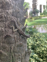 Anolis scriptus