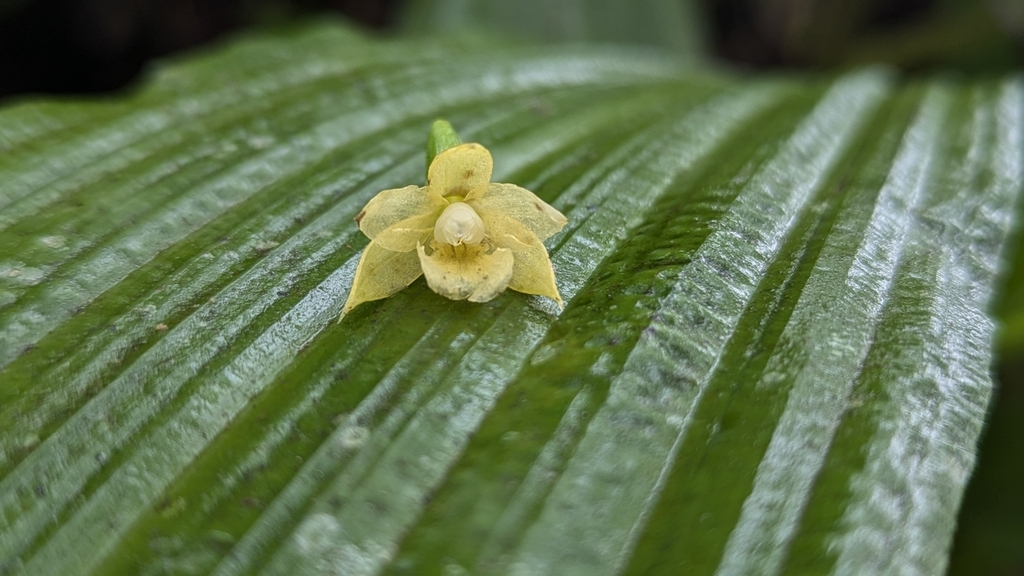 Calanthe lyroglossa; photograph (c) Cheng-Te Hsu, some rights reserved (CC BY)