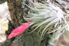 Tillandsia macdougallii