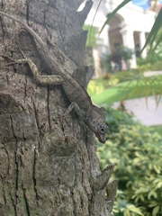 Anolis scriptus