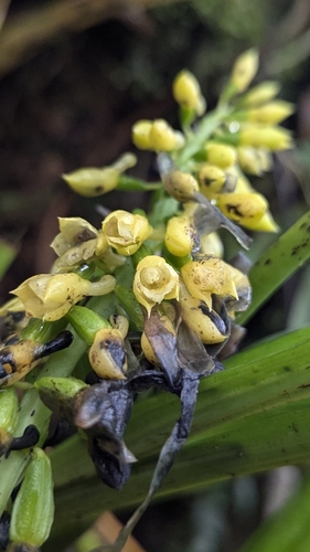 Calanthe lyroglossa