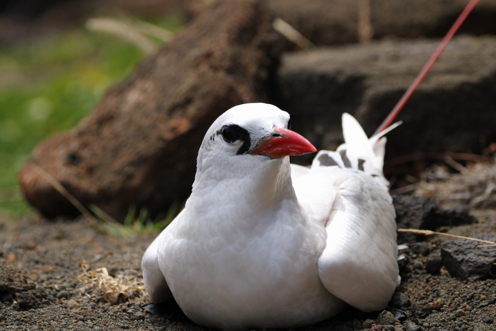 Red-tailed tropicbird in Honolulu, HI 96825, USA, iNaturalist research-grade observation
