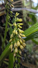 (c) Cheng-Te Hsu, some rights reserved (CC BY) Calanthe lyroglossa, photograph (c) Cheng-Te Hsu, some rights reserved (CC BY)