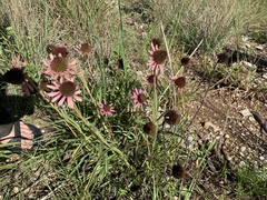 Echinacea tennesseensis