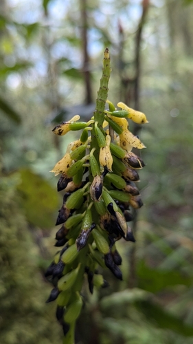 Calanthe lyroglossa, photograph 5