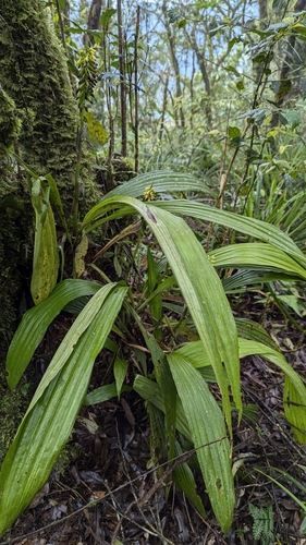 Calanthe lyroglossa, photograph 6