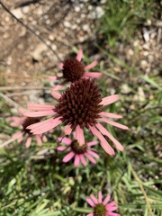 Echinacea tennesseensis