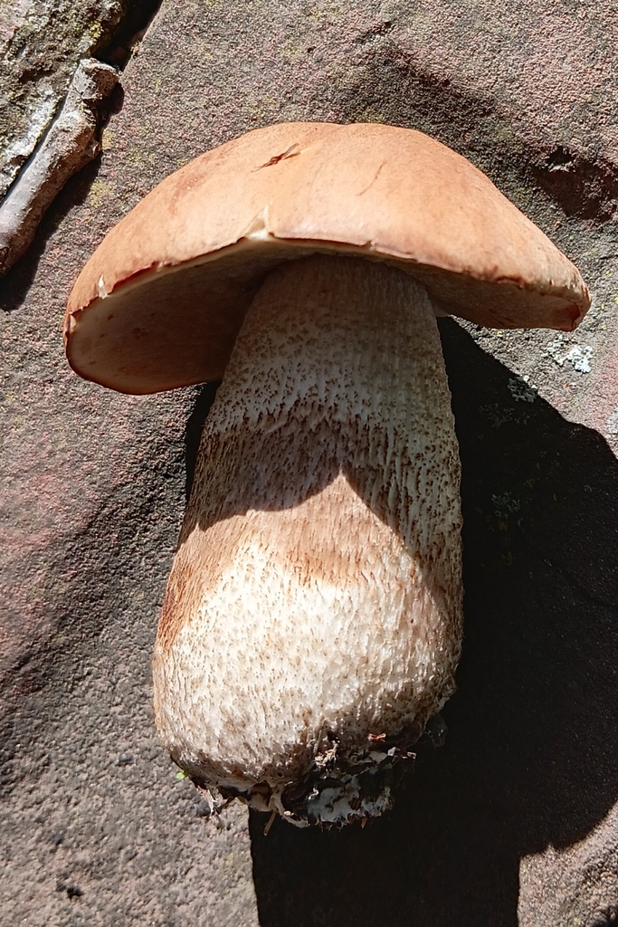 Leccinum scabrum · April 2025 · photo: © alice_shanks (iNaturalist, cc-by)