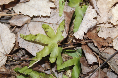 Image of Lygodium palmatum by (c) Alex Karasoulos, some rights reserved (CC BY)