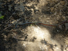 Diadophis punctatus vandenburgii