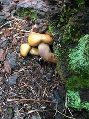 Gymnopilus punctifolius