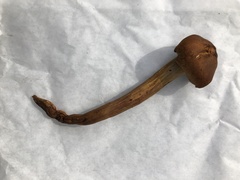 Gymnopilus punctifolius